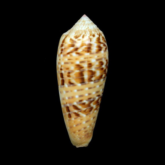 dusaveli 90,0mm BIG
