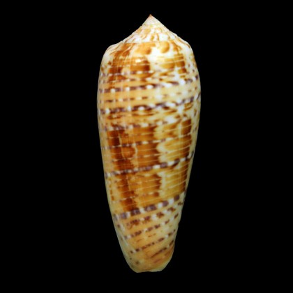 dusaveli 90,5mm BIG