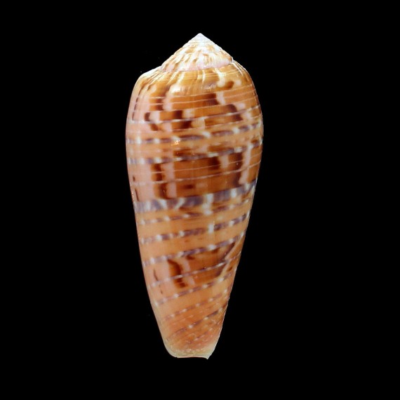 dusaveli 77,9mm