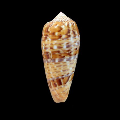 dusaveli 83,0mm