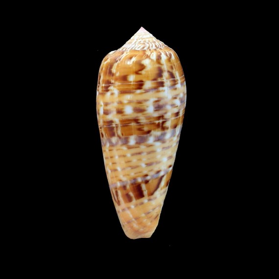 dusaveli 83,0mm