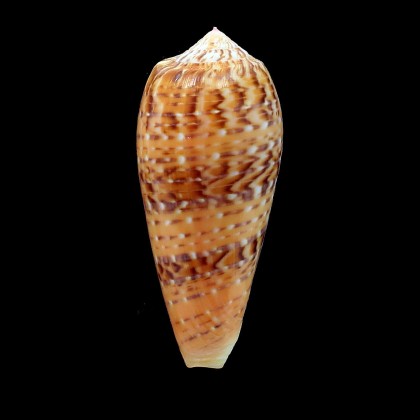 dusaveli 80,4mm