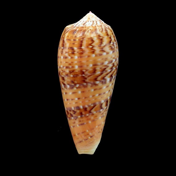 dusaveli 80,4mm