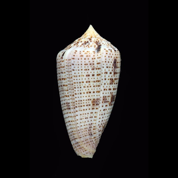 ximenes 49,5mm BIG
