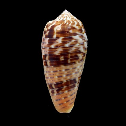 dusaveli 75,0mm DARK