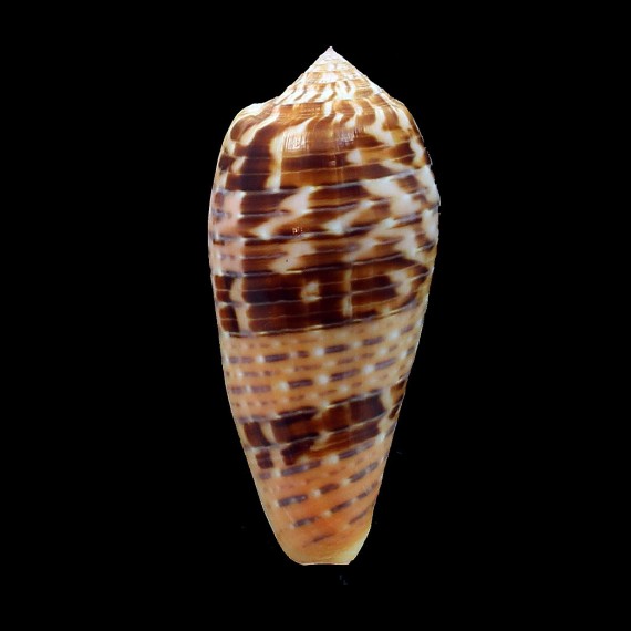 dusaveli 75,0mm DARK