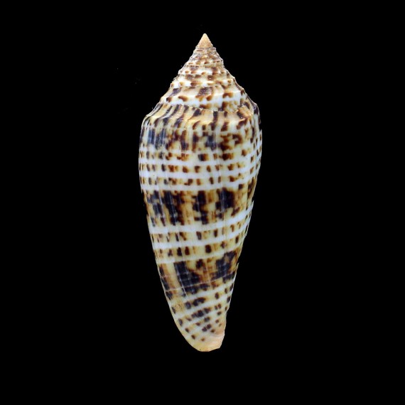 phuketensis 91,0mm