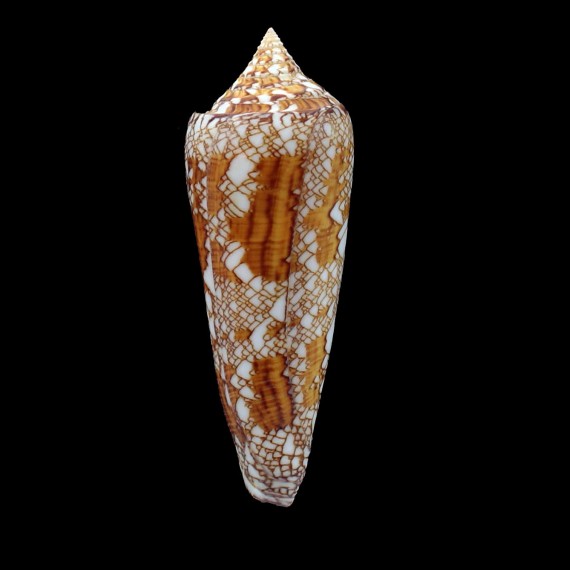 bengalensis 100,0mm