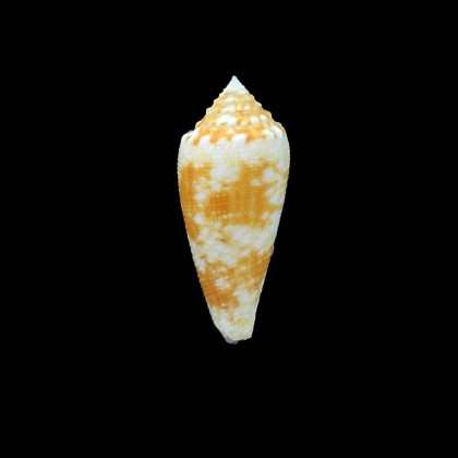tagaroae 42,0mm GOLDEN
