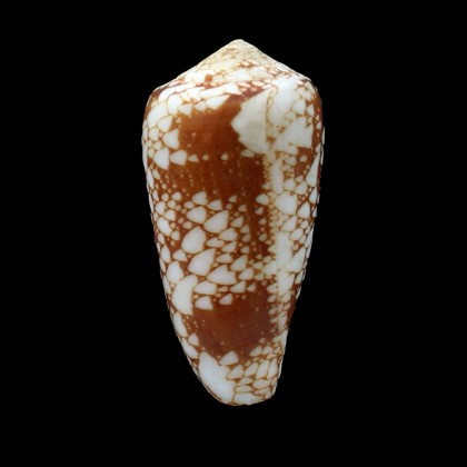 marmoricolor 60,2mm BIG