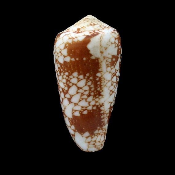 marmoricolor 60,2mm BIG