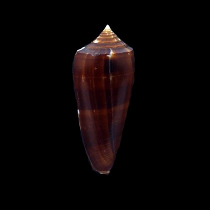 neptunus colorvariegatus 58,4mm