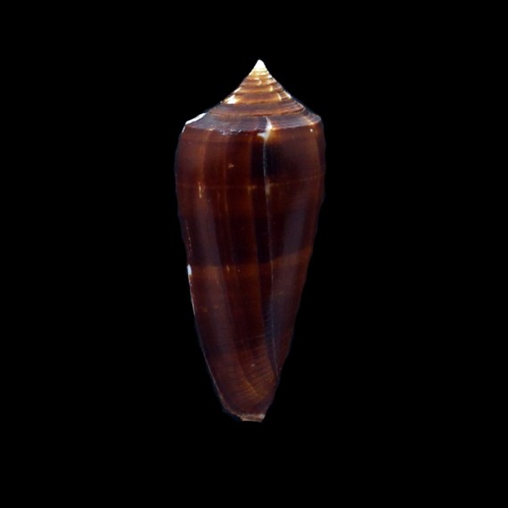 neptunus colorvariegatus 58,4mm