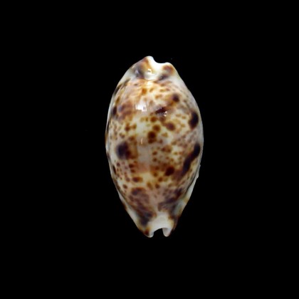 lynx 43,0mm NR