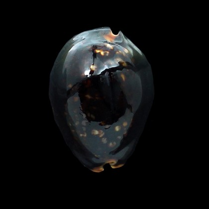 mauritiana 59,0mm DARK
