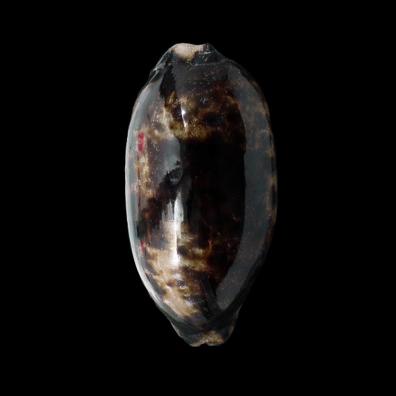 testudinara 124,0mm DARK SUPERB