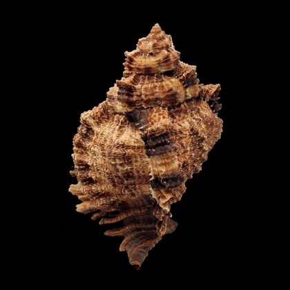 pomum 123,0mm GIANT DARK