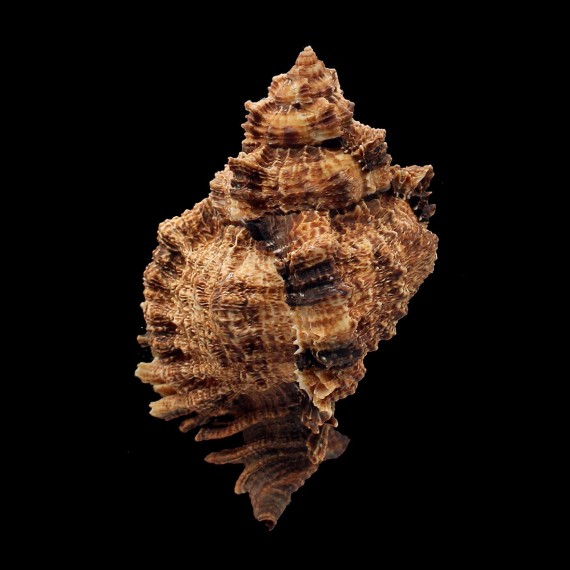 pomum 123,0mm GIANT DARK