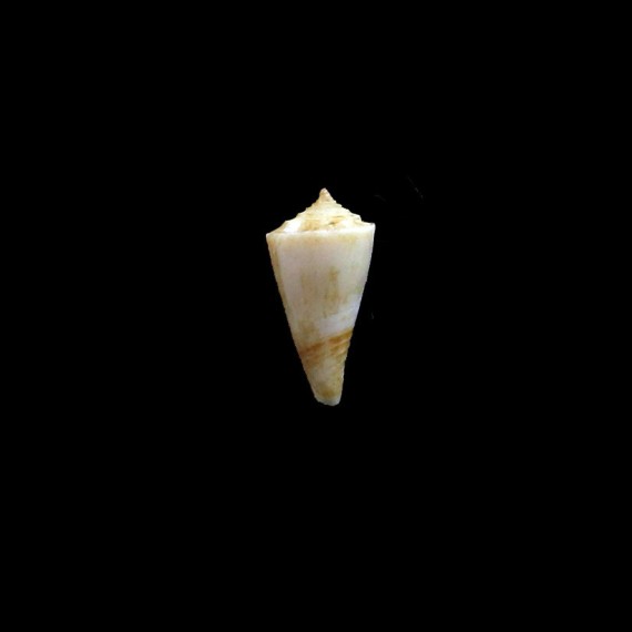 boucheti 18,0mm LIVE