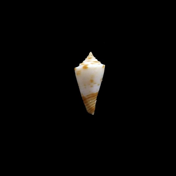boucheti 16,4mm LIVE
