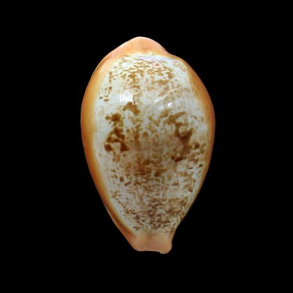 langfordi 63,5mm