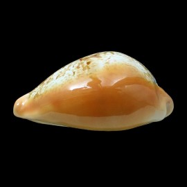langfordi 63,5mm
