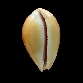 langfordi 63,5mm