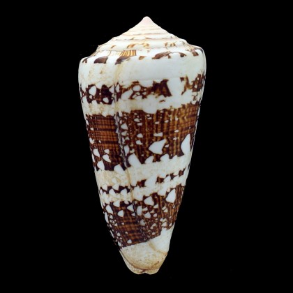 ammiralis 92,3mm MONSTER