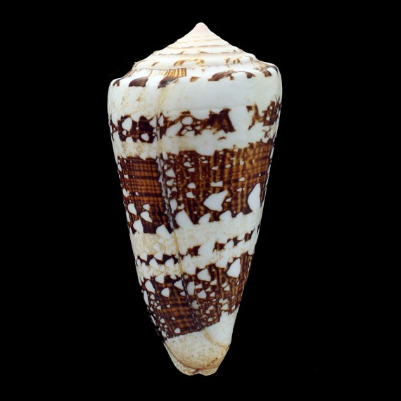 ammiralis 92,3mm MONSTER