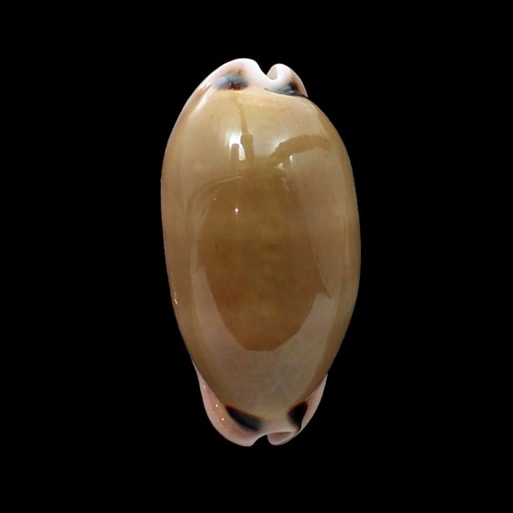 pulchra 63,5mm BIG