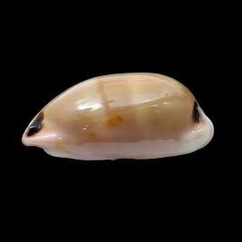 pulchra 63,5mm BIG