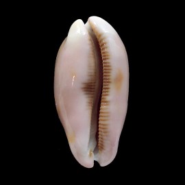 pulchra 63,5mm BIG