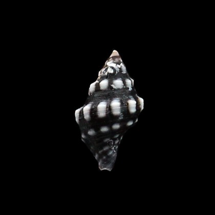 ocellata 19,0mm