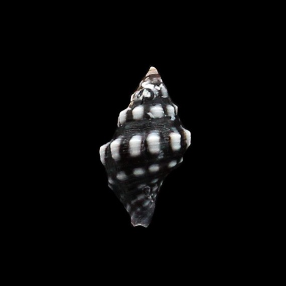 ocellata 19,0mm