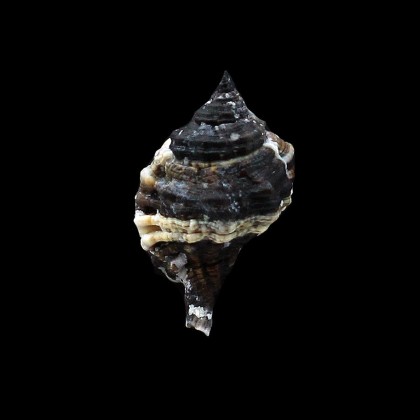 muricinum 35,0mm