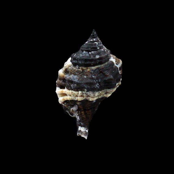 muricinum 35,0mm