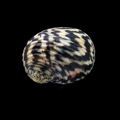 versicolor 27,0mm