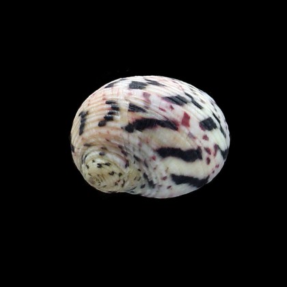 versicolor 29,0mm SUPERB