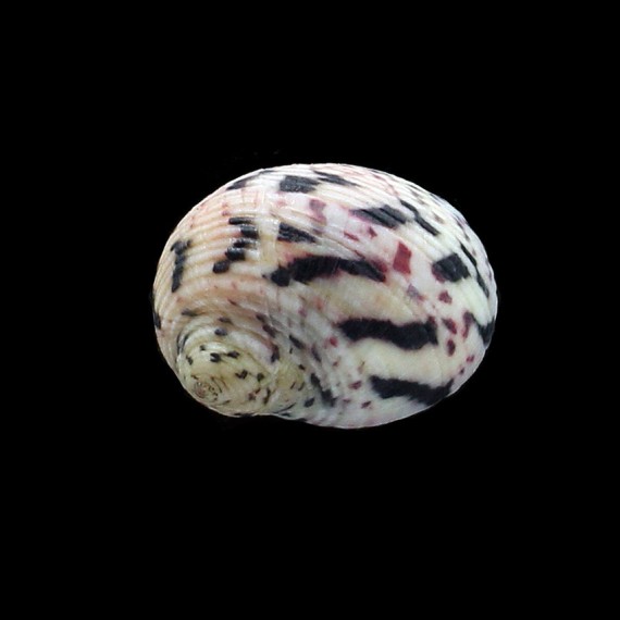 versicolor 29,0mm SUPERB