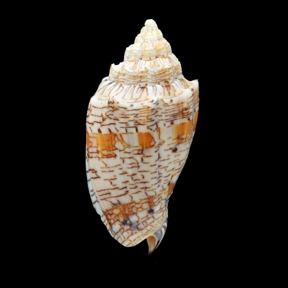 ebraea 90,0mm