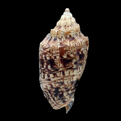 ebraea 97,0mm