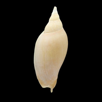 larochei 105,0mm