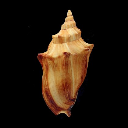 arabica 96,0mm