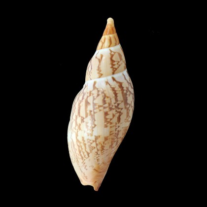 sowerbyi 165,0mm SUPERB