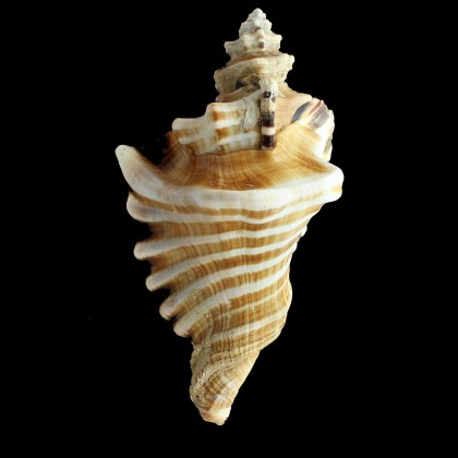 ranzani 185,0mm