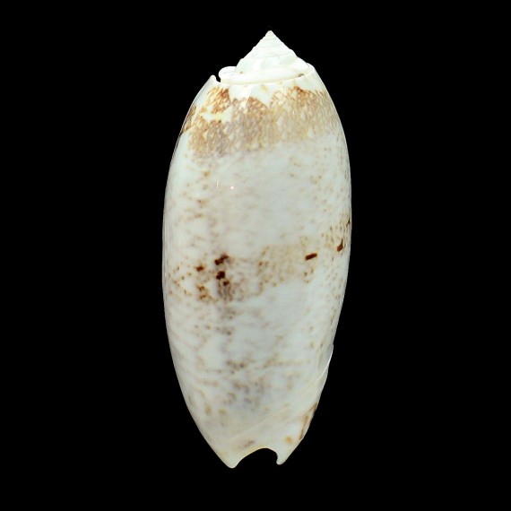 sericea sabulosa 105,0mm GIANT