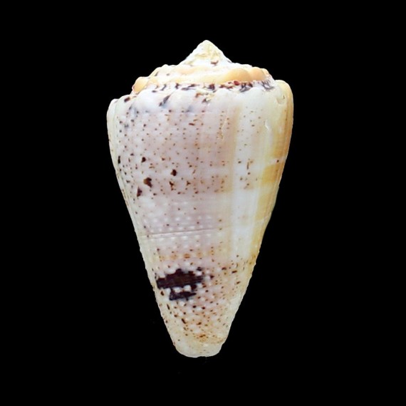 regius citrinus 58,0mm