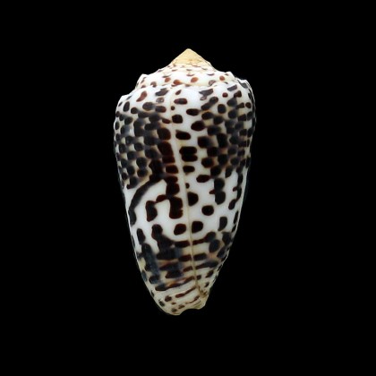pulicarius fustigatus 47,5mm