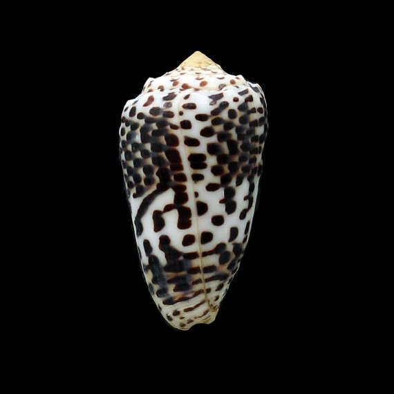 pulicarius fustigatus 47,5mm