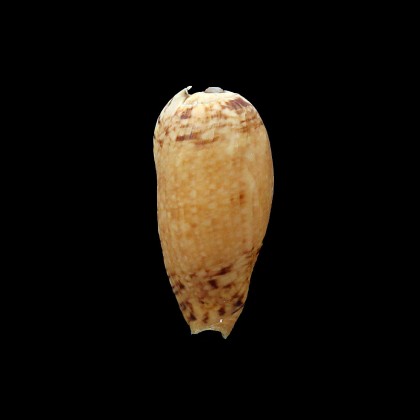 bullatiana 46,0mm